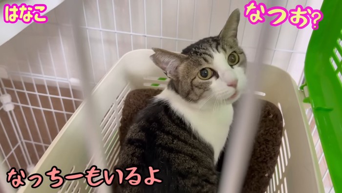 はなこちゃん