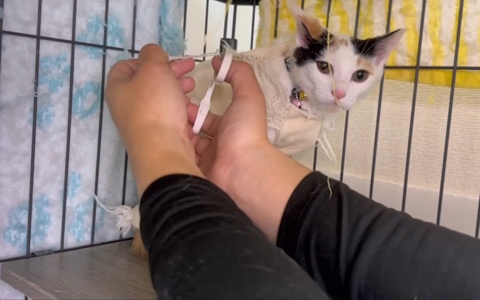不満そうな猫