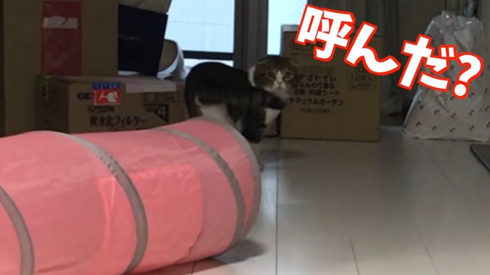 振り向く猫