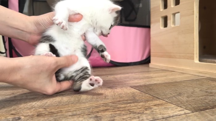 お腹を見せて