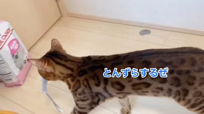 猫じゃらしをくわえる猫