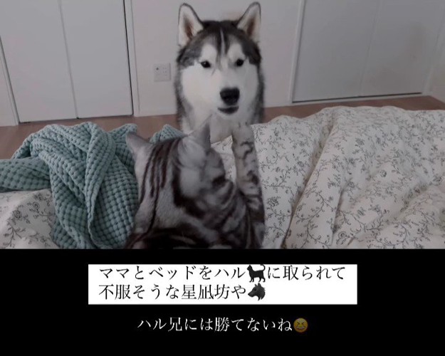 犬にパンチする猫