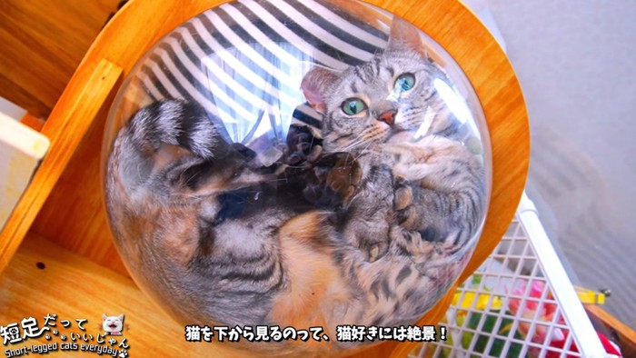 下から見たボウルに入った猫