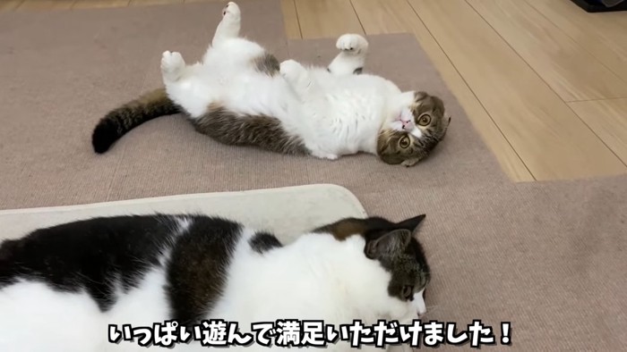 仰向けの猫