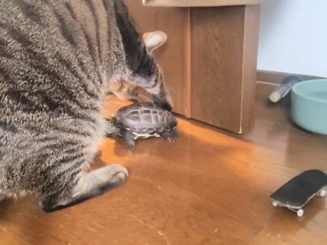 亀を触る猫
