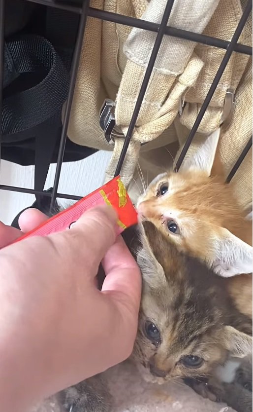 おやつを食べる茶トラ猫