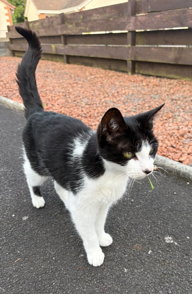 草をくわえている猫