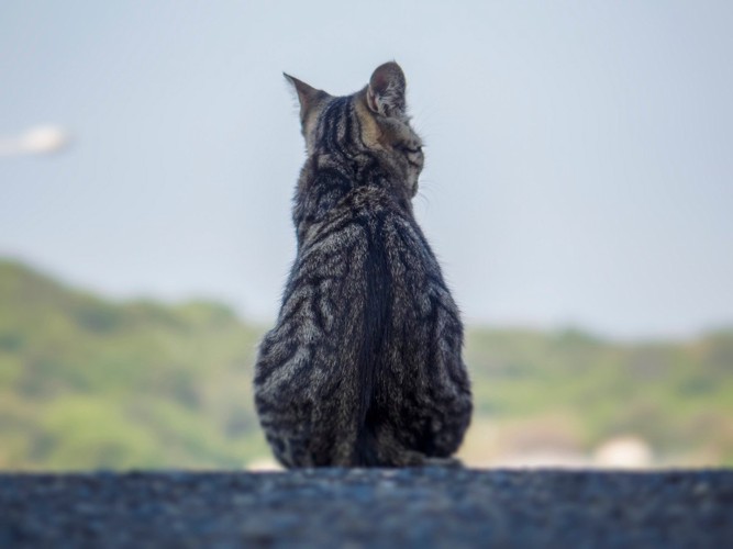 猫の後ろ姿