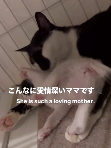 子猫を毛づくろいする母猫