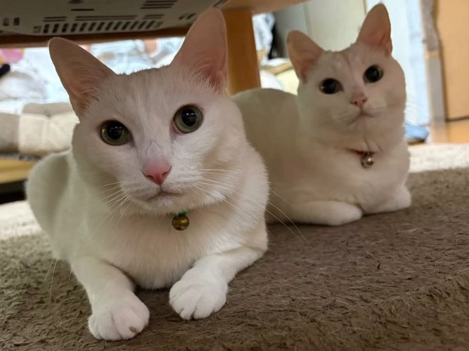 並んで座る2匹の猫