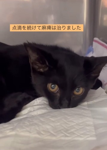 子猫の顔