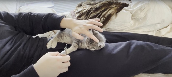 頭を撫でられる子猫