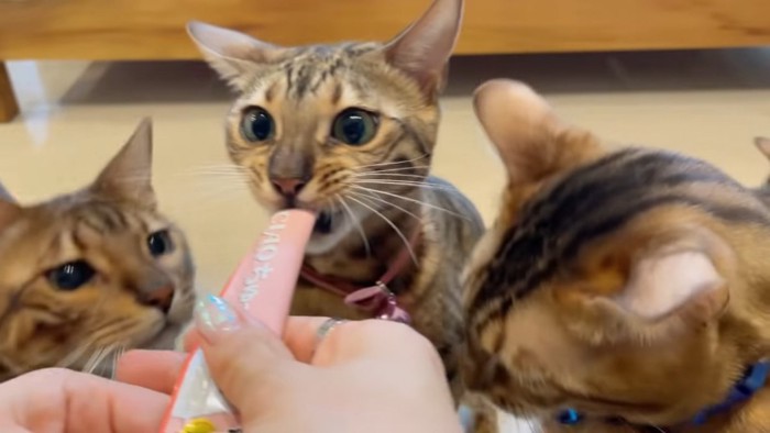 おやつを食べるピンク色の首輪の猫