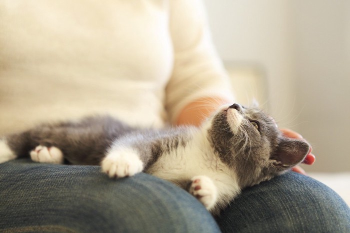 女性の膝の上で仰向けになる猫