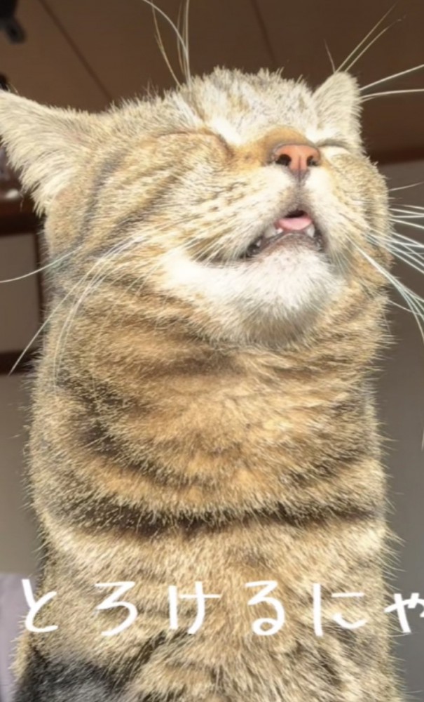 日向ぼっこをするキジトラ猫