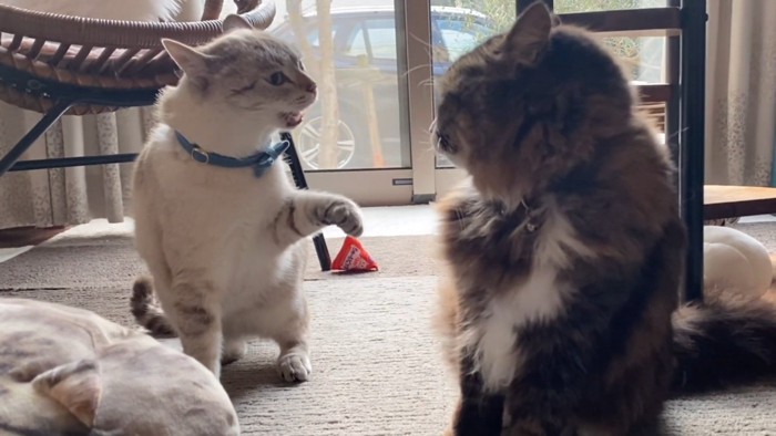 向かい合う2匹の猫