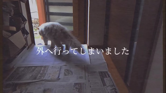 出ていこうとする猫