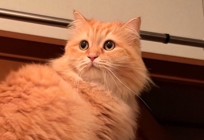 ドヤ顔の猫アップ