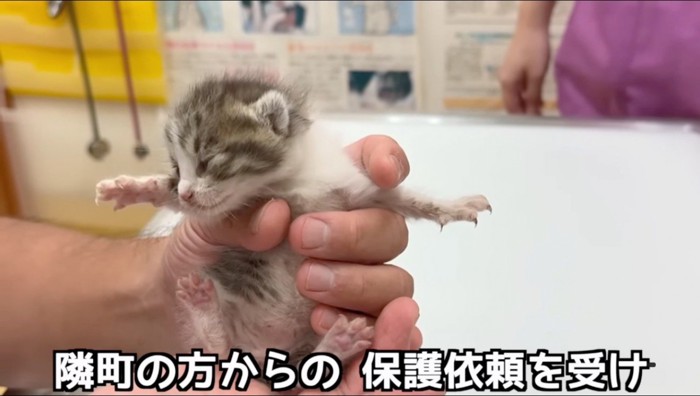 手で持ち上げられる子猫