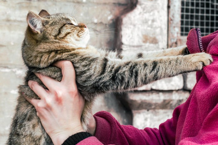 フリースに爪を立てる猫