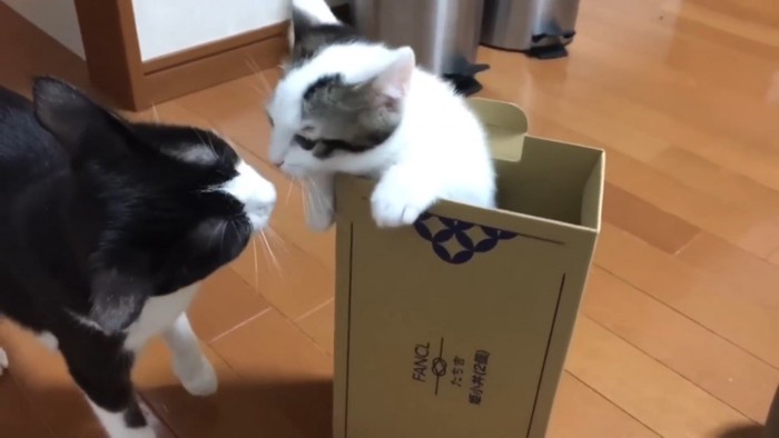 白黒猫と箱に入る子猫