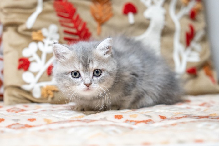 どこかを見つめるミヌエットの子猫