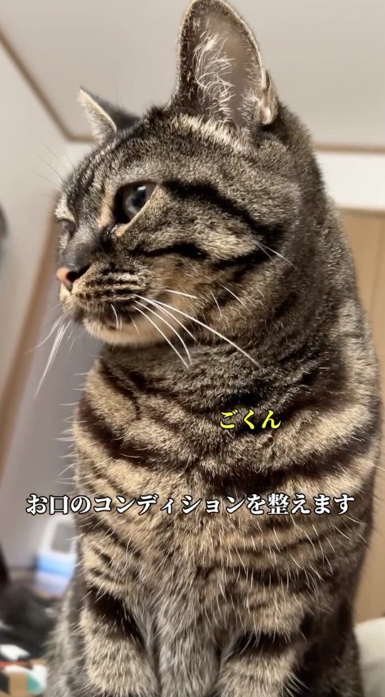 唾を飲み込む猫