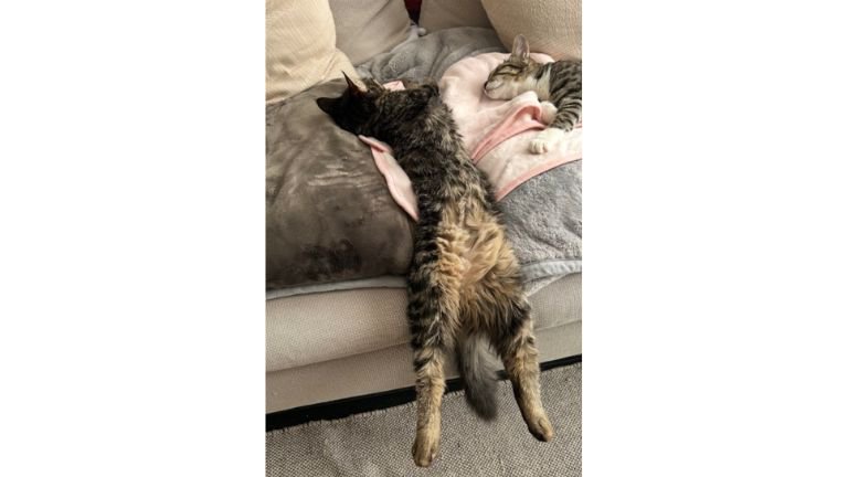 寝ている猫たち