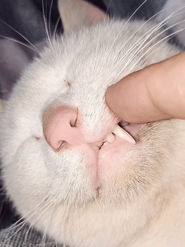 顔を触られる猫