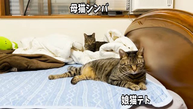 ベッドの上の2匹の猫