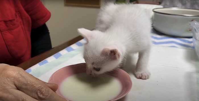 お皿に入ったミルクの匂いを嗅ぐ子猫