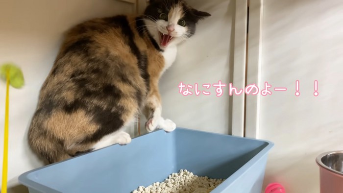 トイレの後ろにいる猫