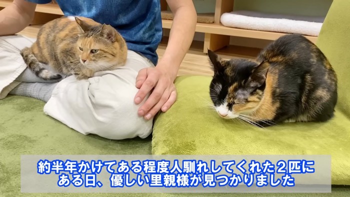 膝に乗る猫と香箱座りの三毛猫