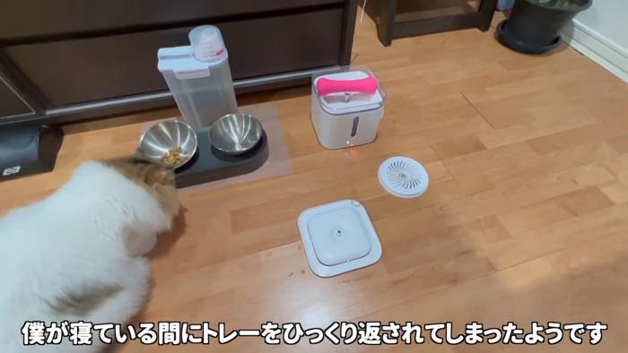 ご飯を食べる猫の後ろ姿