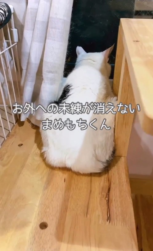 お外への未練が消えないまめもちくん