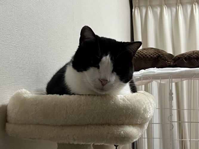 キャットタワー頂上のベッドでくつろぐ猫