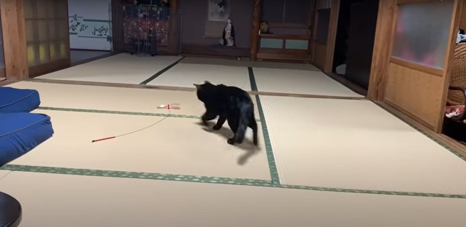 おもちゃに近づく猫