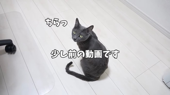 振り向く猫