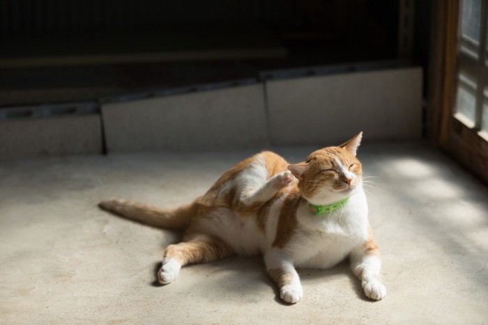 後ろ足で首を引っ掻く猫