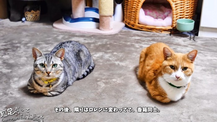 香箱座りの猫