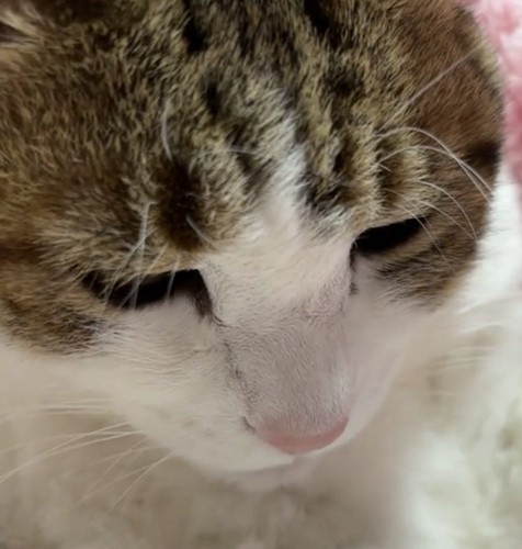下を向く猫