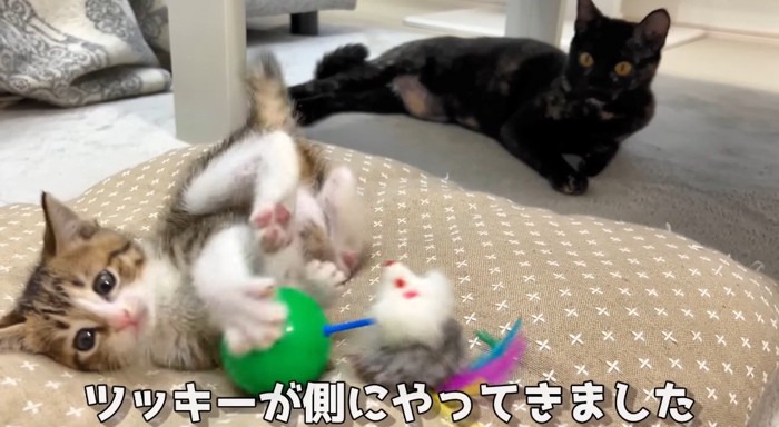 遊んでいる猫