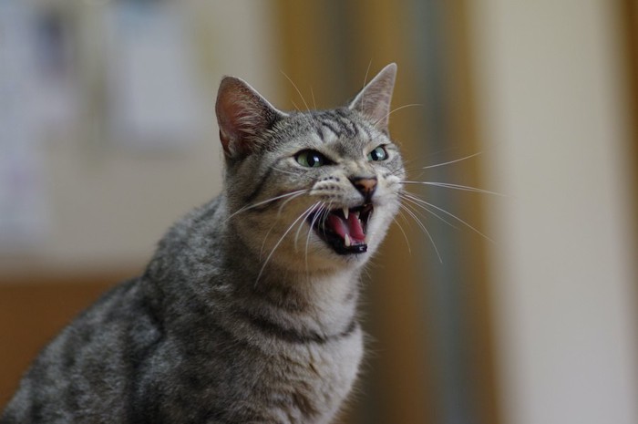 懸命に鳴いてアピールしている猫