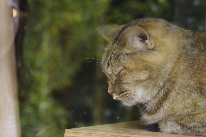 眠る猫の横顔