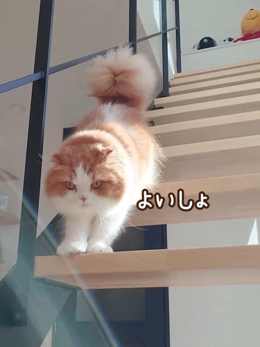階段をおりながらカメラ目線の猫
