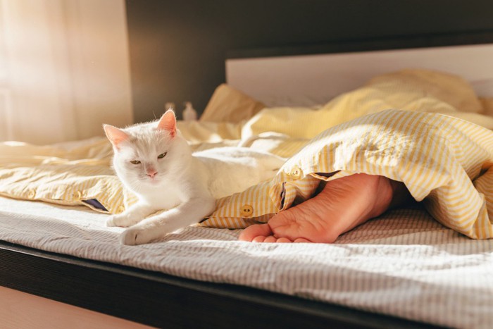 男性の足元で眠そうな表情を浮かべる白猫