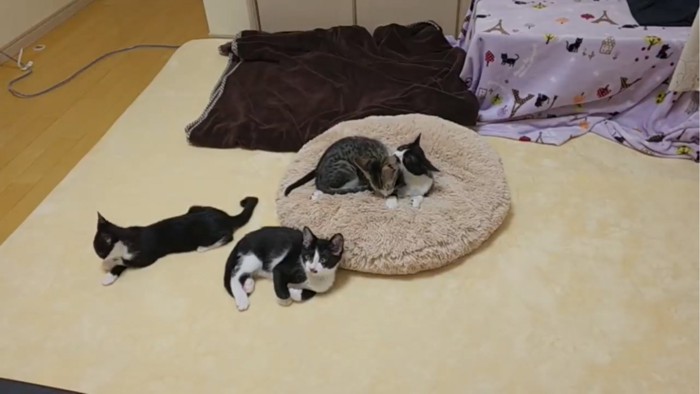 くつろぐ3匹の子猫