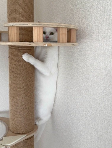 隠れられていない猫