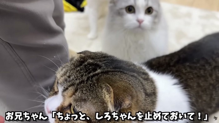 指示を飛ばすお兄ちゃん