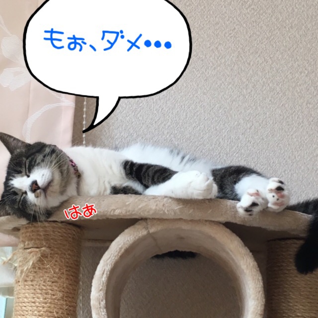 倒れる猫